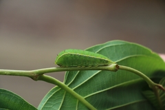 Graphium angolanus angolanus