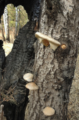 Pleurotus calyptratus