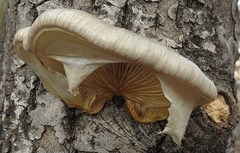 Pleurotus calyptratus