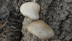 Pleurotus calyptratus