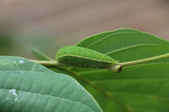 Graphium angolanus angolanus