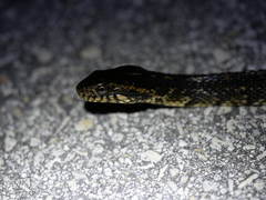 Nerodia fasciata × clarkii