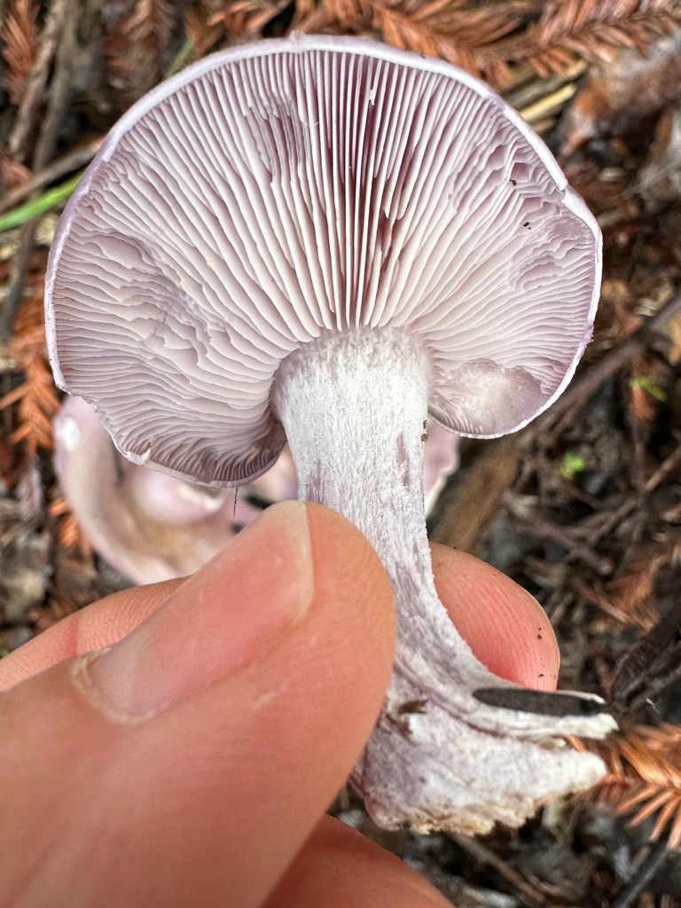 Collybia nuda · January 2026 · photo: © kcelshoff (iNaturalist, cc-by)
