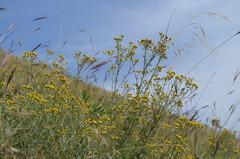 Ajania fastigiata