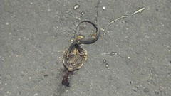 Helicops leopardinus