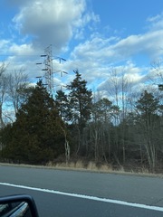 Juniperus virginiana virginiana