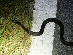 Nerodia fasciata × clarkii