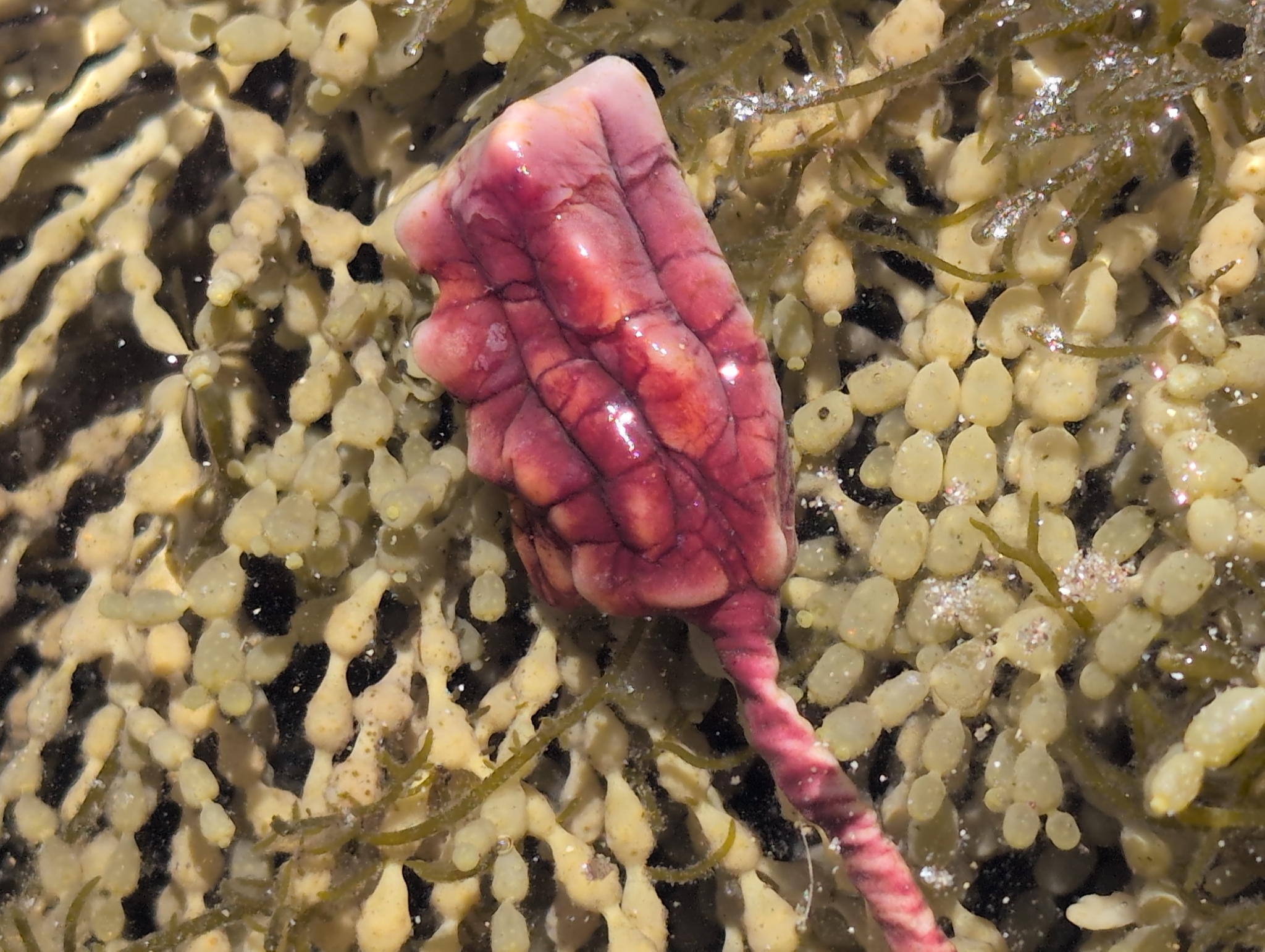 Pyura gibbosa (Heller, 1878)