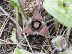 Asarum hartwegii