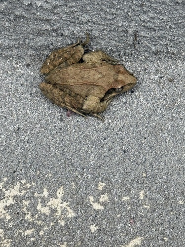 Chinese Brown Frog