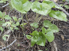 Asarum hartwegii