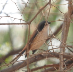 Lanius collurioides collurioides