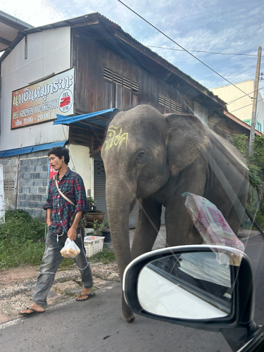 Mainland Asian Elephant