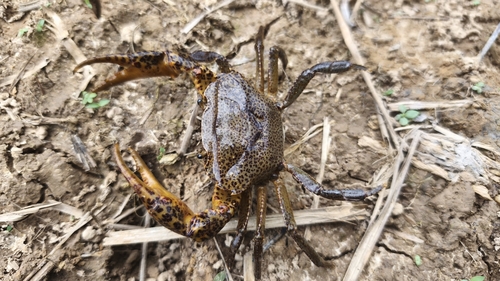 Parathelphusa pardus