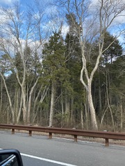 Juniperus virginiana virginiana