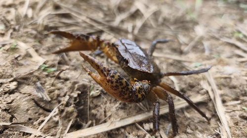 Parathelphusa pardus