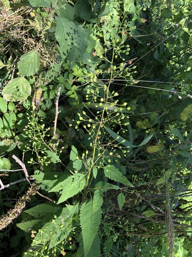 late figwort (Scrophularia marilandica)