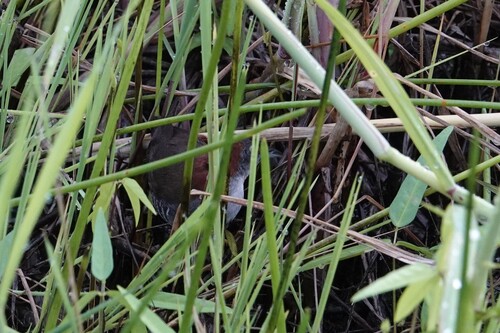Grey-breasted Crake (Laterallus exilis), photo 2