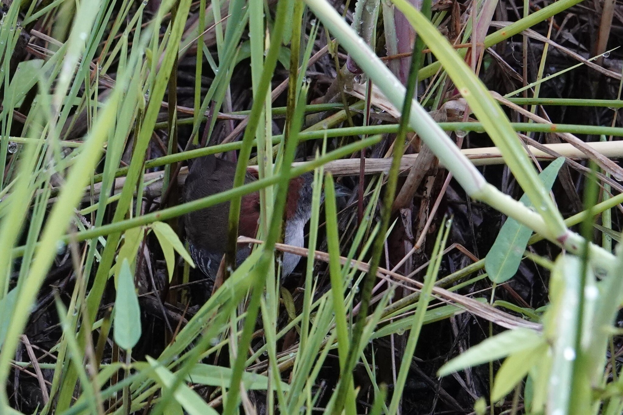 Grey-breasted Crake (Laterallus exilis), photo 2