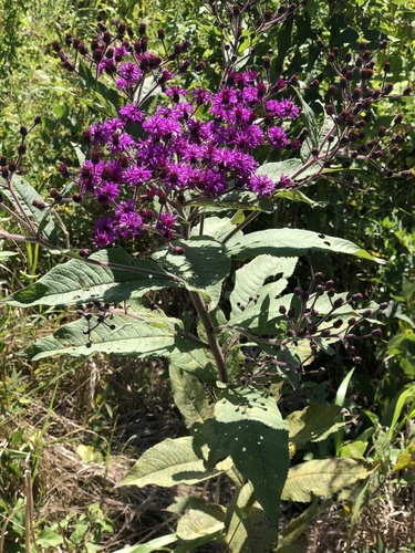 Giant Ironweed (Vernonia gigantea)