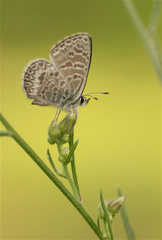 Leptotes andicola