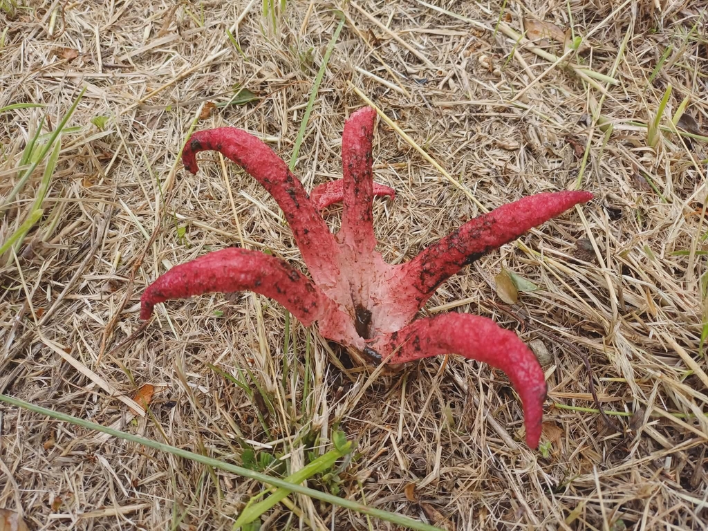 Clathrus archeri · January 2026 · photo: © georgiasteel (iNaturalist, cc0)