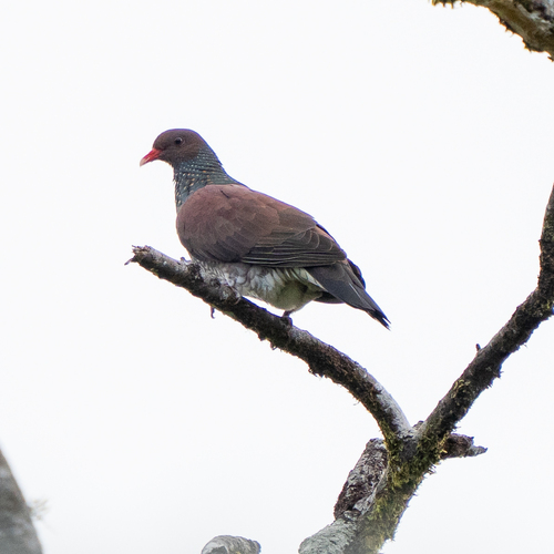 Scaled Pigeon (Patagioenas speciosa)