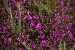 Lampranthus falcatus