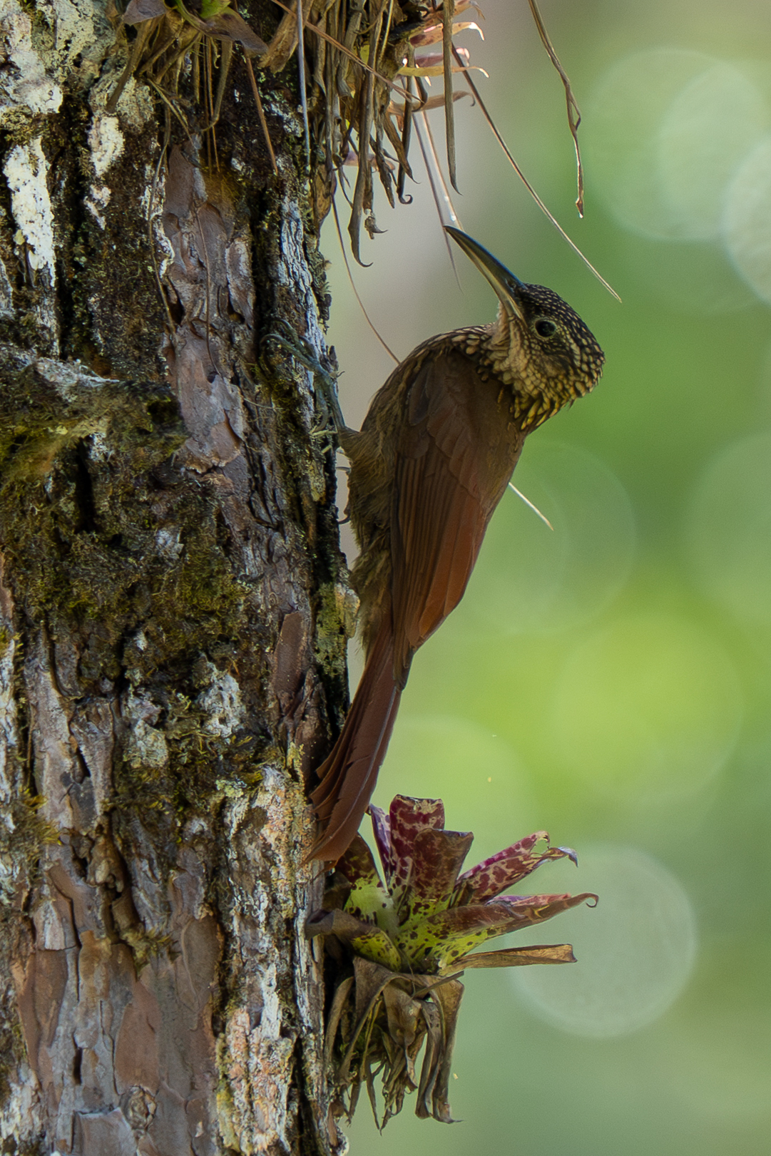 Cocoa Woodcreeper (Xiphorhynchus susurrans), photo 3