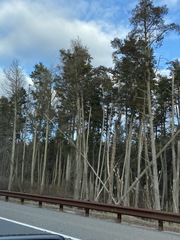 Juniperus virginiana virginiana