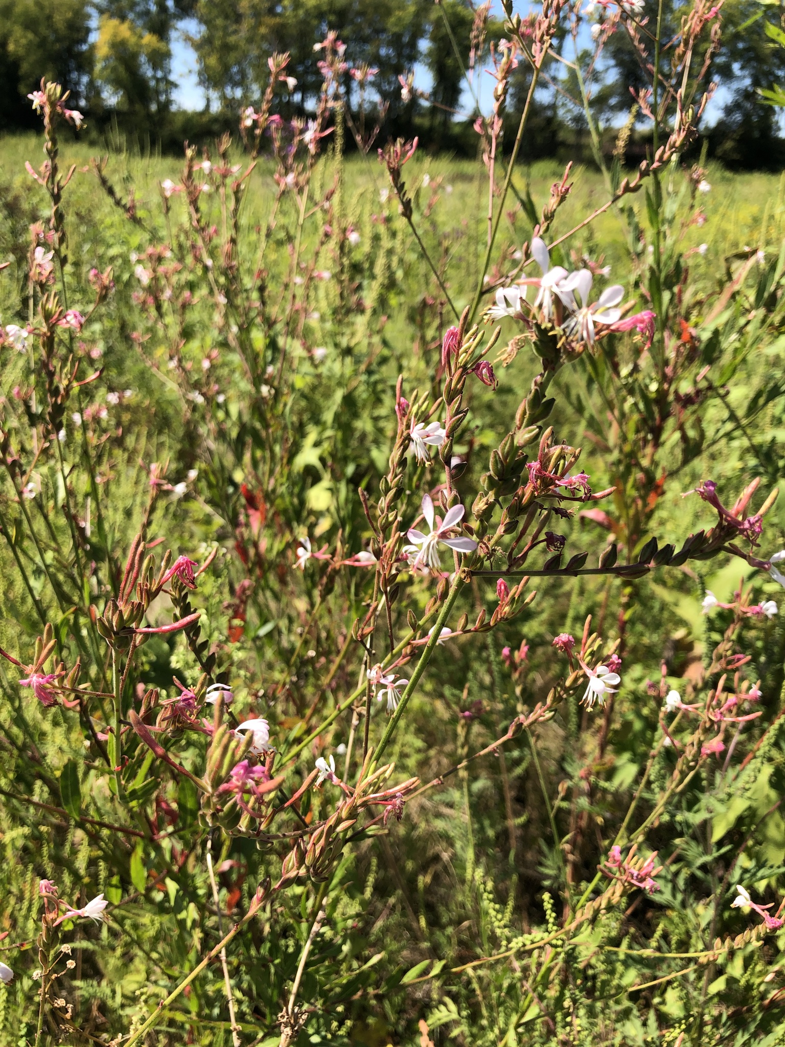 Biennial Beeblossom (Oenothera gaura)