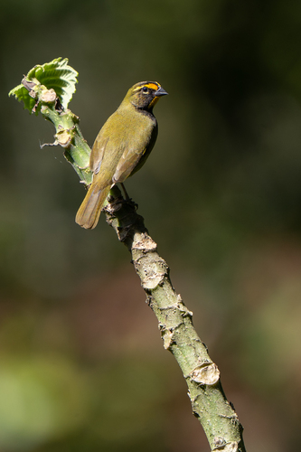 Yellow-faced Grassquit (Tiaris olivaceus), photo 6