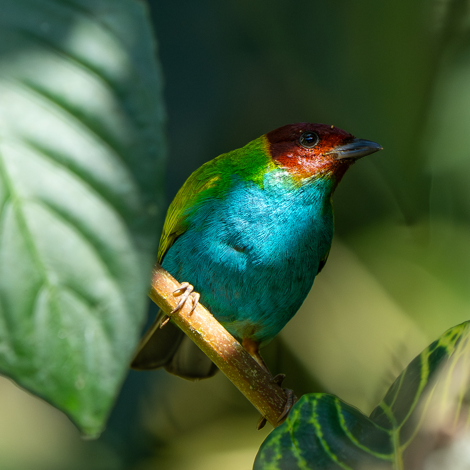 Bay-headed Tanager (Tangara gyrola), photo 2