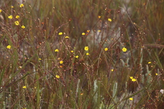 Ursinia punctata