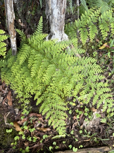 Odontosoria chinensis observed 2026-01-16