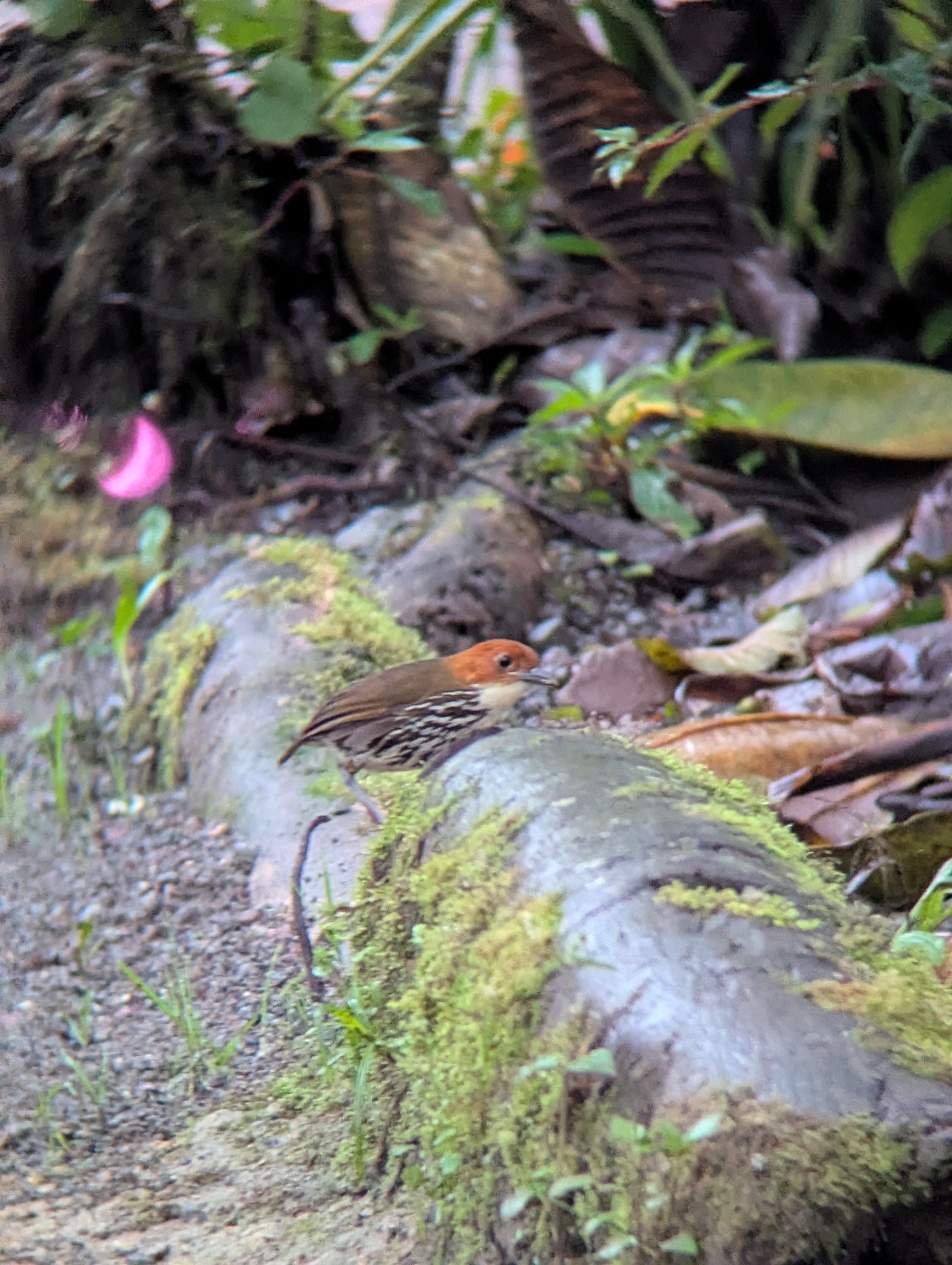 Chestnut-crowned Antpitta (Grallaria ruficapilla), photo 1