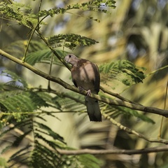 Streptopelia senegalensis