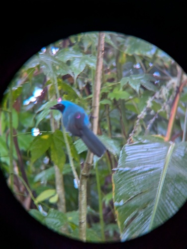 Turquoise Jay (Cyanolyca turcosa), photo 1