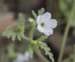Nemophila pedunculata