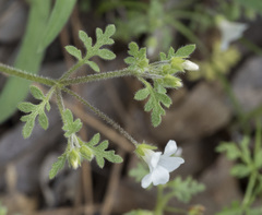 Nemophila pedunculata