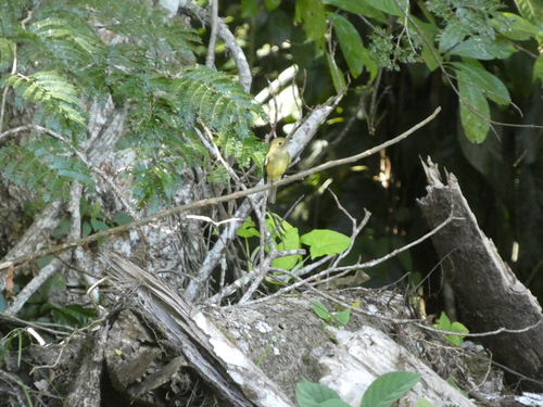 Yellow-bellied Flycatcher (Empidonax flaviventris), photo 9
