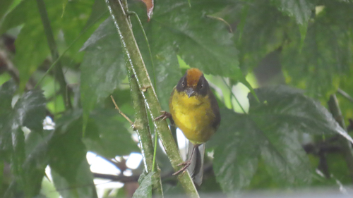 Choco Brushfinch (Atlapetes crassus)
