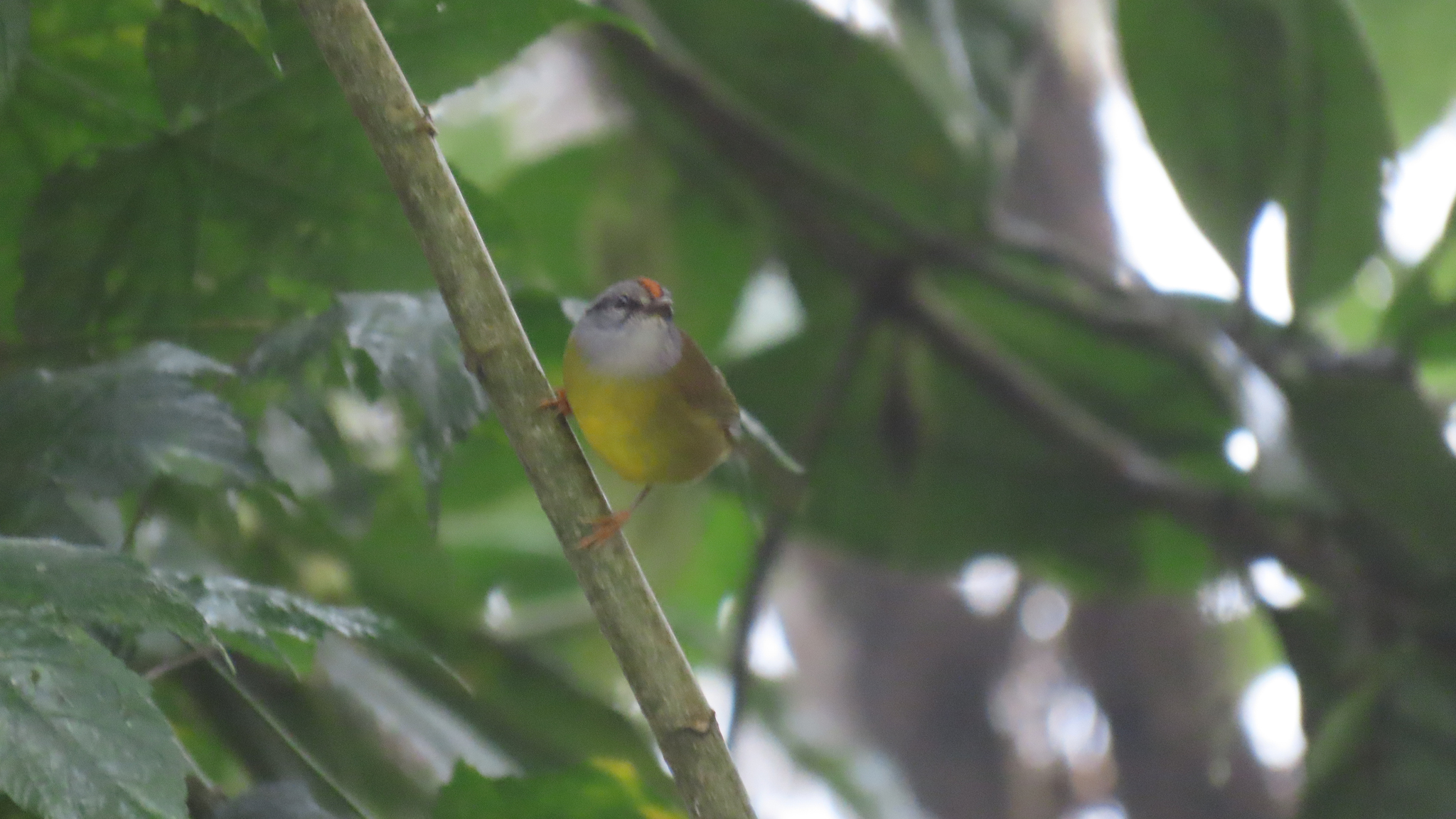 Russet-crowned Warbler (Myiothlypis coronata), photo 1
