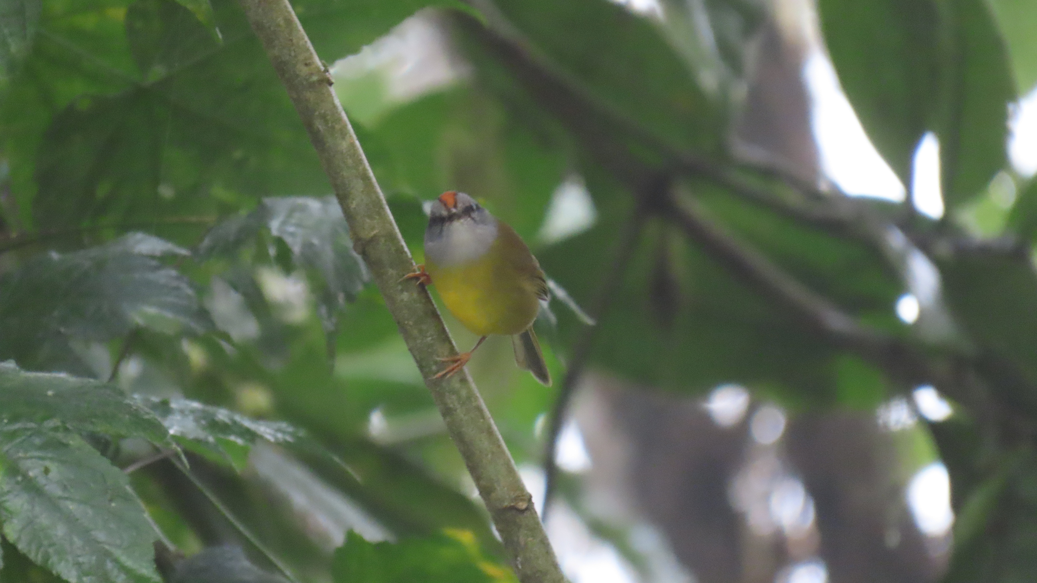 Russet-crowned Warbler (Myiothlypis coronata), photo 2