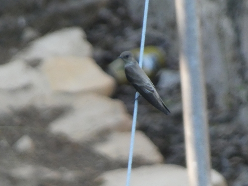 Northern Rough-winged Swallow (Stelgidopteryx serripennis), photo 3