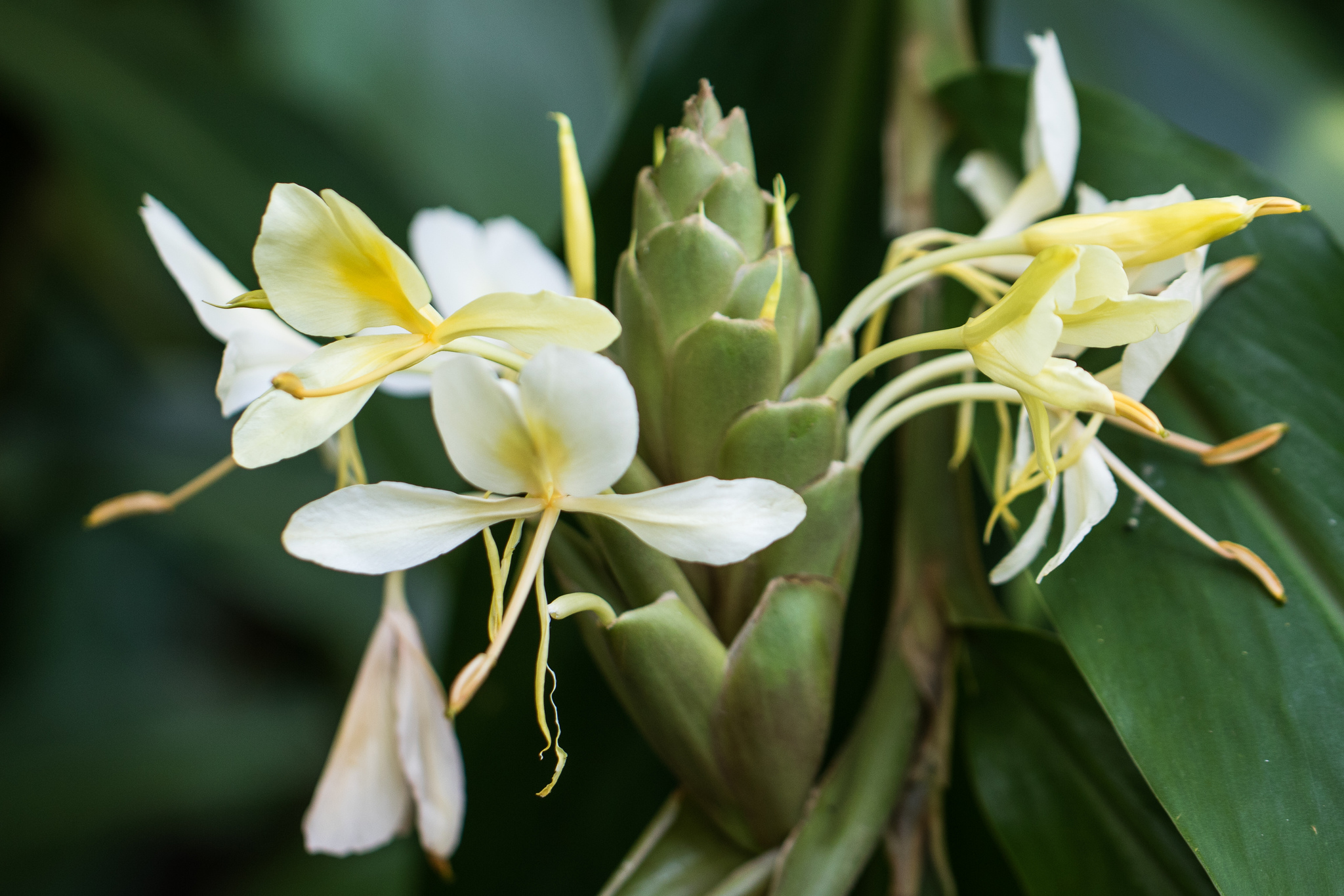 Hedychium coronarium