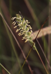 Tribolium brachystachyum