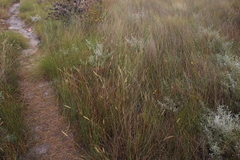 Tribolium brachystachyum