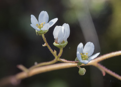 Micranthes californica