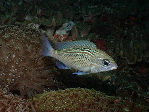 Arabian monocle bream (Scolopsis ghanam) — Nemipteridae — 5